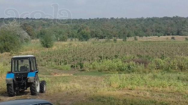В продаже земельный участок с плодоносящим яблоневым садом на 20 га