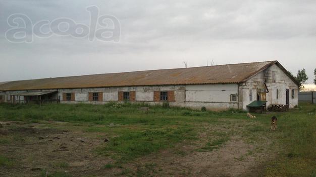 Продаётся коровник площадь 1600 кв.м.и земельный участок